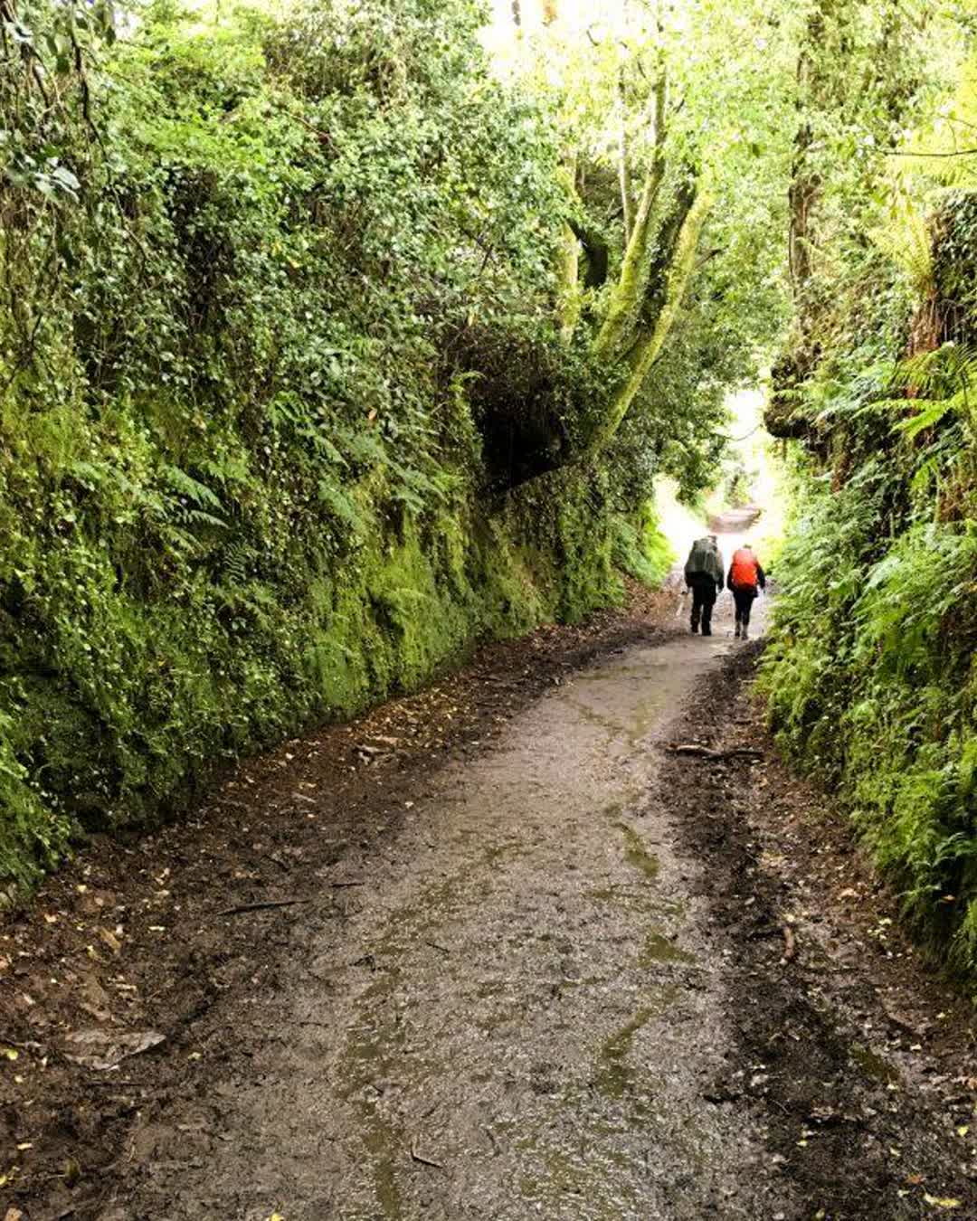 100 km del Camino Primitivo, el más antiguo y Patrimonio de la Humanidad